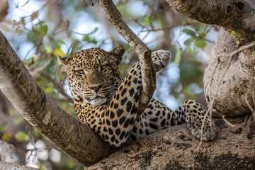 Leopard resting in the Serengeti National Park, Tanzania, Africa