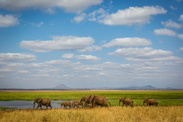 Fototapeta na wymiar Elephants in the Tarangire National Park in north Tanzania, Africa