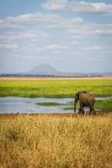 Elephants in the Tarangire National Park in north Tanzania, Africa - obrazy, fototapety, plakaty