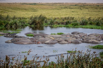 Wildlife in Ngorongoro Crater, north Tanzania