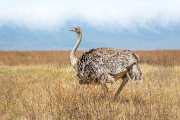 Wildlife in Ngorongoro Crater, north Tanzania