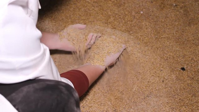 Dairy cows farm Simmental cattle