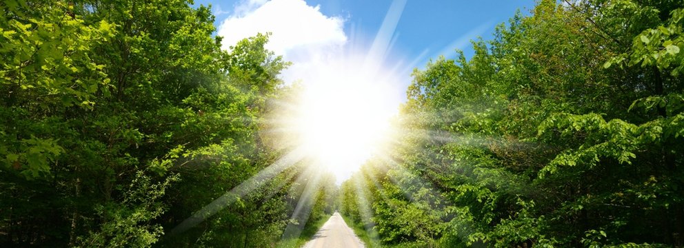 starke Sonne im gr&uuml;nen Wald