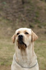 yellow dog Labrador Retriever