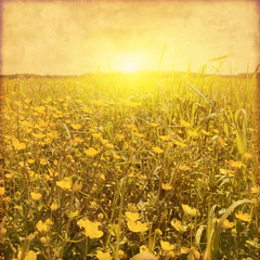 Grunge image of spring field at sunset.