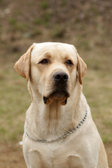 Labrador Retriever seriously looking