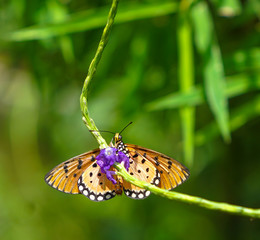 Tawny Coster butterfly in a garden