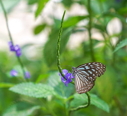 Blue Glassy Tiger butterfly in a garden