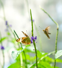 Brown Pansy butterflies in a garden