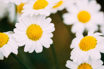Wild chamomile flowers. Flowers background. Selective focus