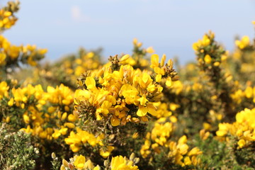 Genêt de la lande bretonne