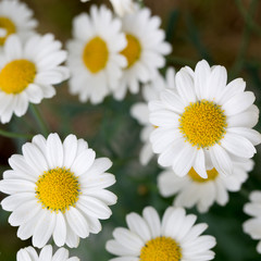 Wild chamomile flowers. Flowers background. Selective focus