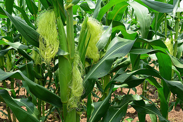 Flowers of corn./Flowering trees are grown on corn © thonephoto