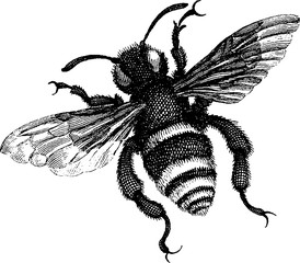 Vintage drawing bee