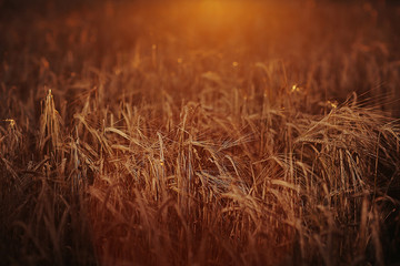 grain wheat summer field