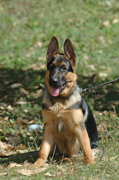 German shepherd puppy outdoor portrait