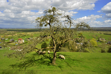L'arbre  aux moutons qui domine Marais-Vernier (27680), département de l'Eure en région...