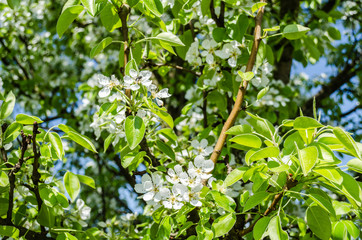 Spring blooming on sour cherry tree branches / cherry sakura blooms in soft background of flowering branches and sky, early spring white flowers bokeh / apple tree blooming / flowers