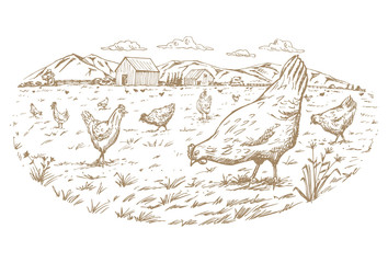Hand drawn of a flock of free range chickens at the farm © rexandpan