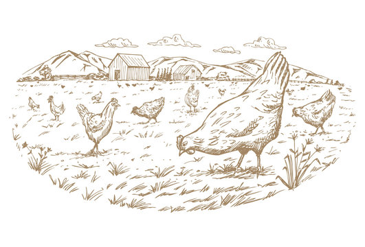 Hand drawn of a flock of free range chickens at the farm