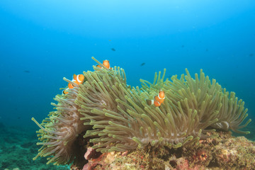Fish and coral reef underwater in Indian Ocean, Thailand