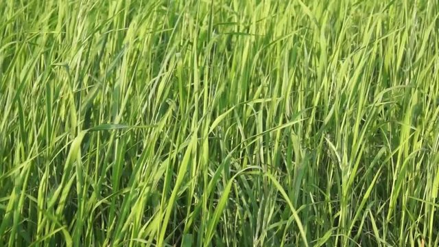 Gras im Wind