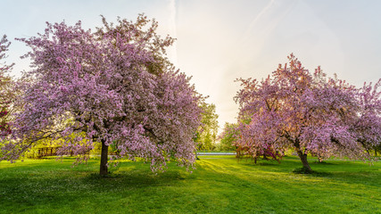 Pink blossom trees