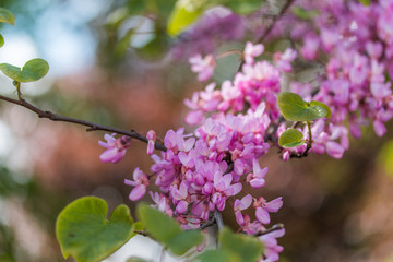 Rosa Blüten im Frühling, Flieder