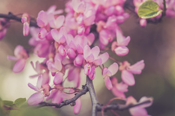 Rosa Bl&uuml;ten im Fr&uuml;hling, Flieder