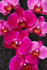 Fototapeta na wymiar Orchid flowers