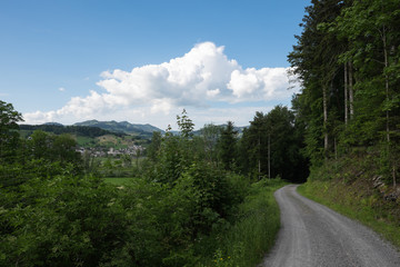 Obraz premium Ścieżka w lesie