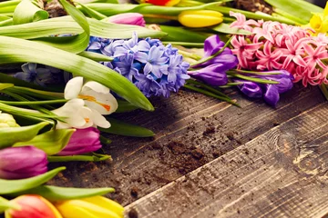 Crédence de cuisine en verre imprimé Crocus Tulips, crocus and hyacinths
