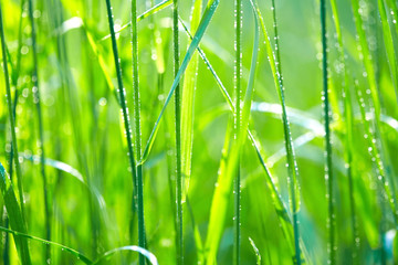 Green grass with drops of water