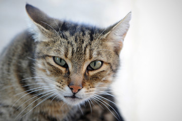 Portrait einer grau getigerten Katze mit drohendem Blick zum Betrachter.