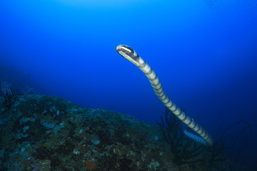 Naklejka na ściany i meble Banded Sea Snake