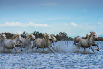 Herd of White Camargue Horses running on the water