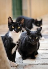 Drei Katzen sitzen auf einem Weg und lauschen aufmerksam.