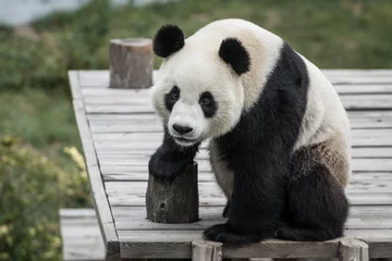 Badezimmer Foto Rückwand Panda Young Panda