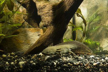 Axolotl in the aquarium