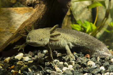 Axolotl in the aquarium