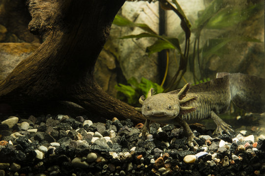 Axolotl in the aquarium