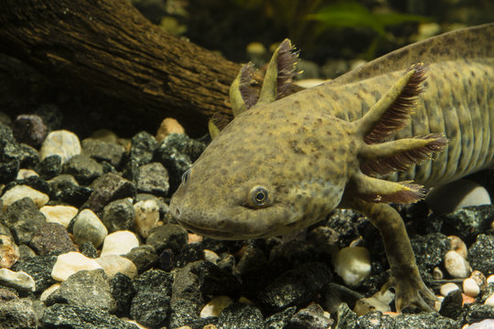 Axolotl in the aquarium