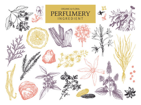 Vector collection of hand drawn perfumery materials and ingredients. Vintage set of aromatic plants for perfumes and cosmetics.