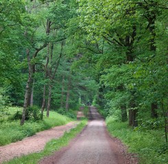 Fototapeta premium Wald und Reitweg in der Haard