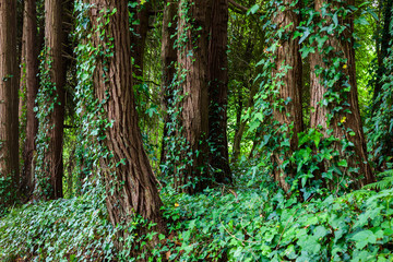 Big trees with ivy lianas in forest