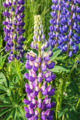 Fototapeta premium Lila Lupine