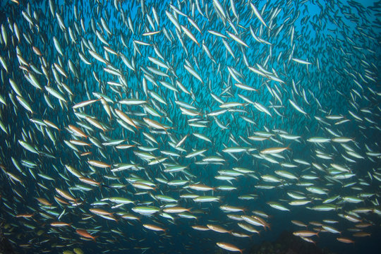 Fototapeta Fish and coral reef underwater in Indian Ocean, Thailand