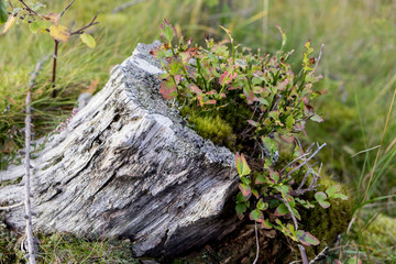 Obraz premium Tree stump life