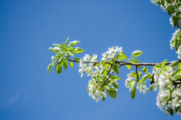 Fototapeta premium Spring blooming on sour cherry tree branches / cherry sakura blooms in soft background of flowering branches and sky, early spring white flowers bokeh / apple tree blooming / flowers