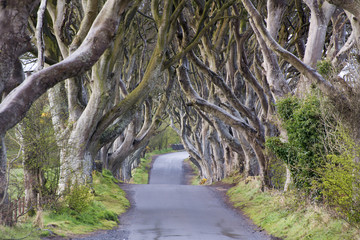 The Dark Hedges near Ballymoney, Co. Antrim, Northern Ireland. Featured in the Game of Thrones as the Kings Road. - obrazy, fototapety, plakaty